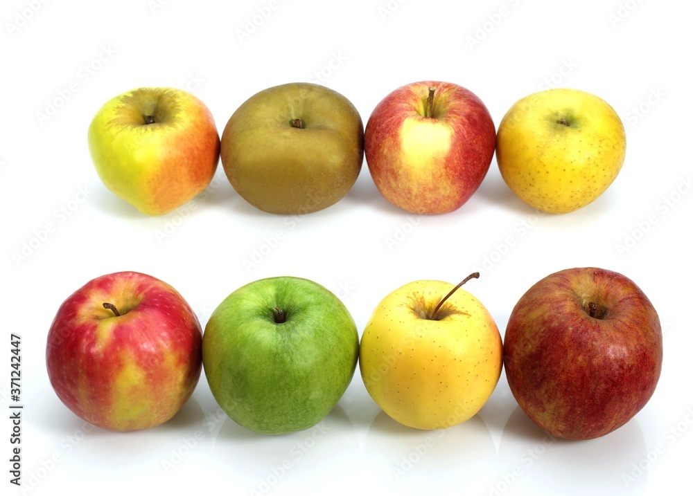 Apples, Calville, Canada, Golden, Granny Smith, Pink Lady, Royal Gala, Starling, malus domestica Apples, Calville, Canada, Golden, Granny Smith, Pink Lady, Royal Gala, Starling, malus domestica