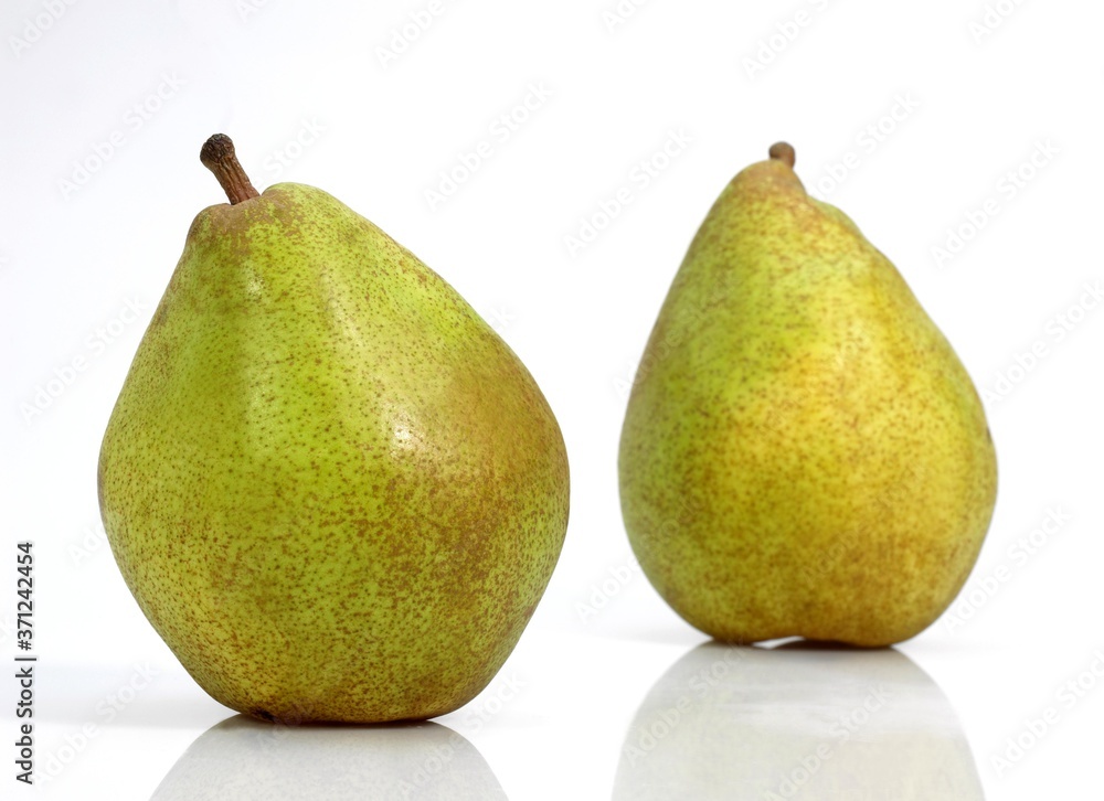 Comice Pear, pyrus communis, Fruits against White Background Comice Pear, pyrus communis, Fruits against White Background