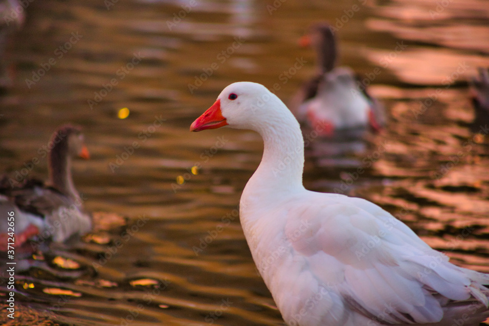 Obraz premium Un ganso blanco