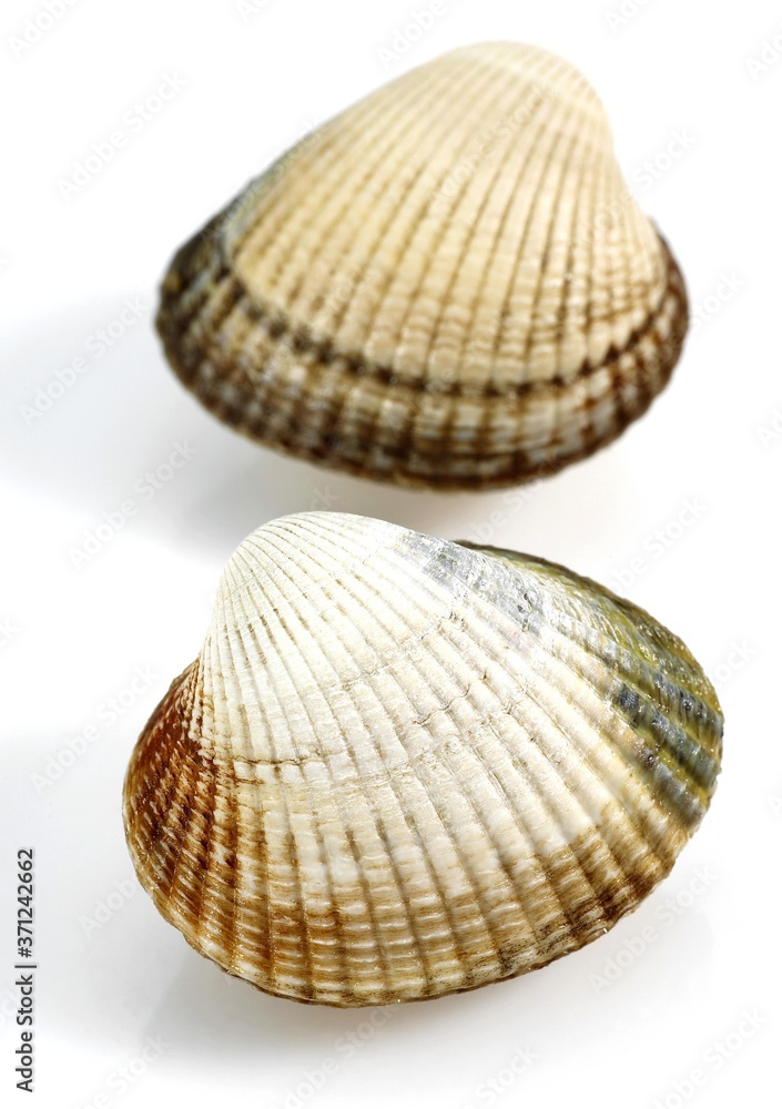 Common Cockle, cerastoderma edule, Shells against White Background Common Cockle, cerastoderma edule, Shells against White Background