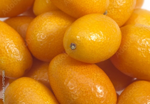 Kumquat  fortunella margarita