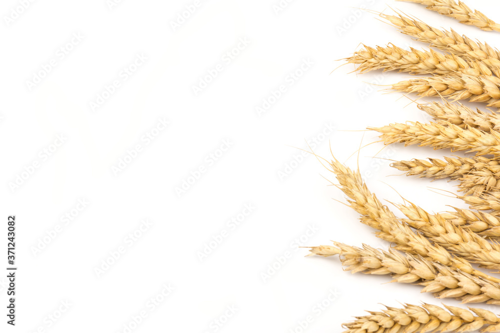Fototapeta premium Spikelets of golden wheat, isolated on white background