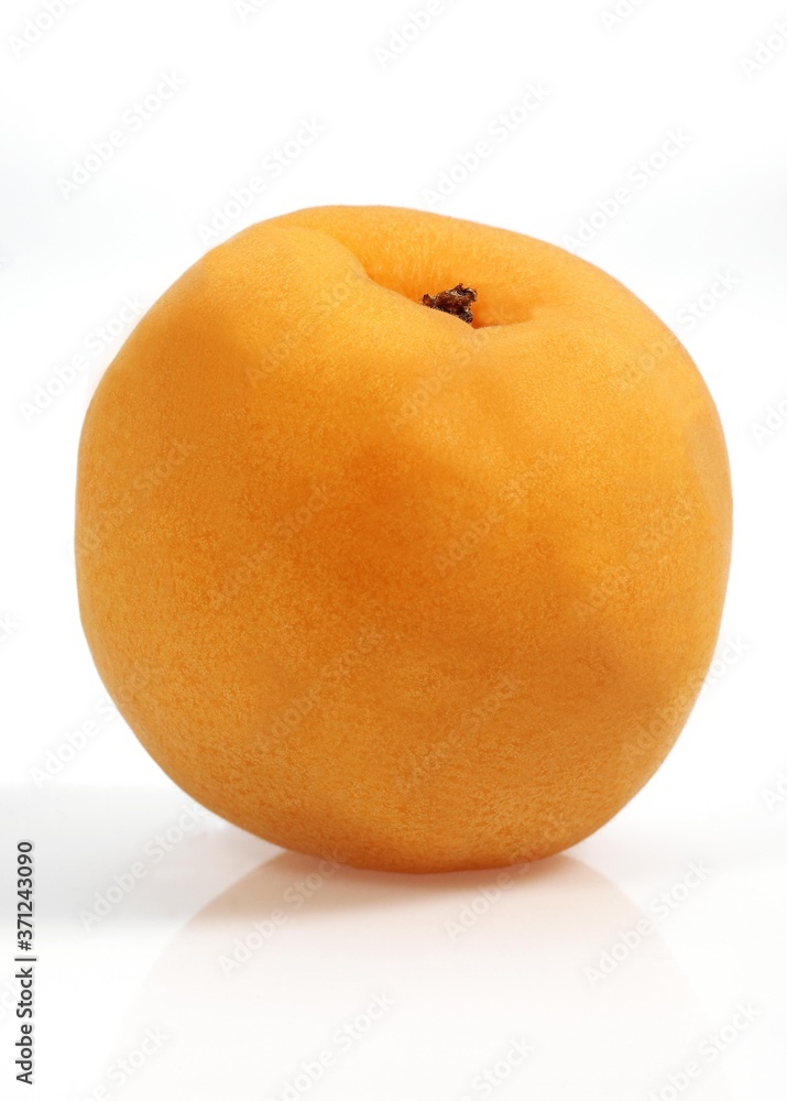 Apricot, prunus armeniaca, Fruit against White Background Apricot, prunus armeniaca, Fruit against White Background