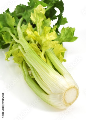 Celery, apium graveolens dulce, Vegetable against White Background