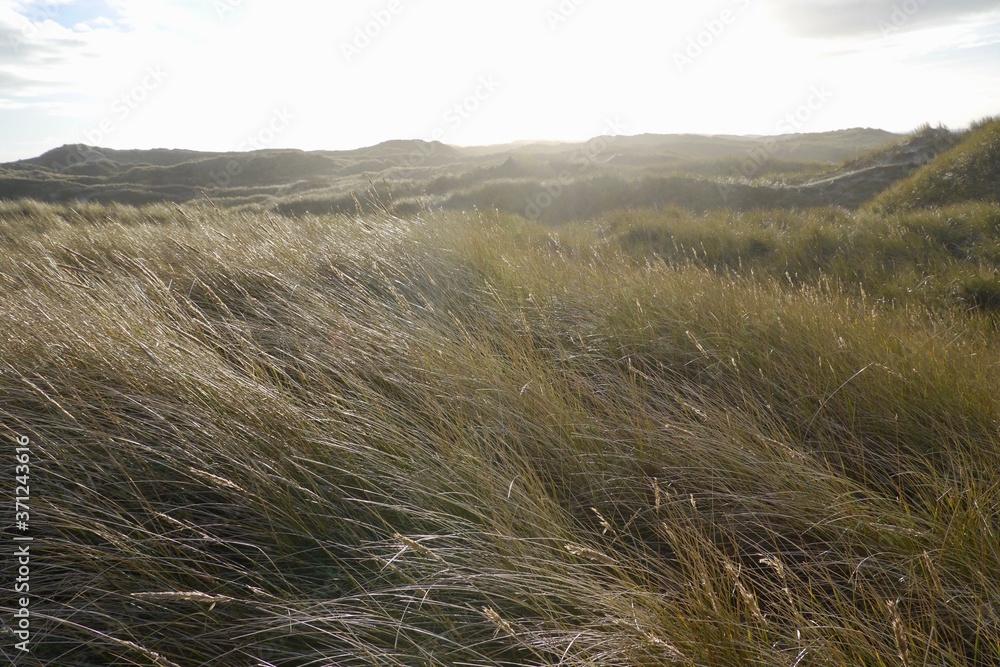 breeze blowing through grass dunes