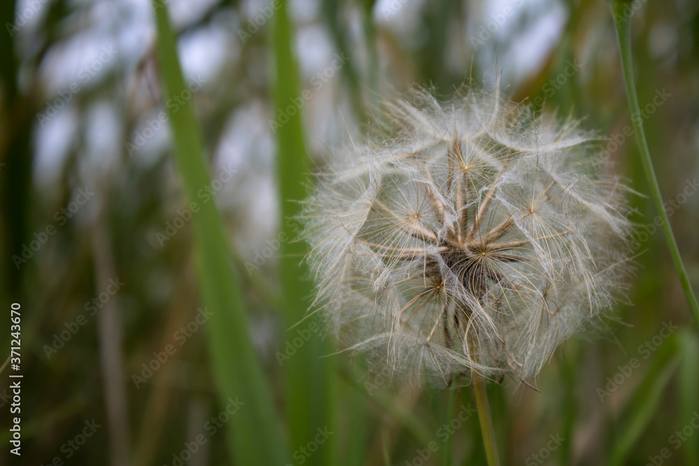Naklejka premium Close up of a dandelion in meadow field