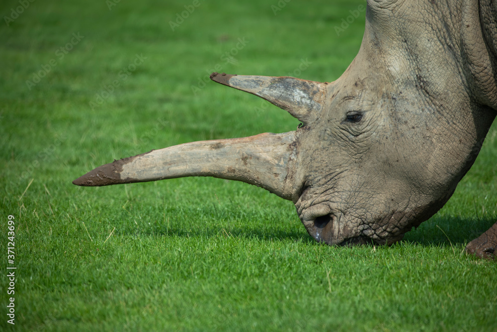 Rhino, Ceratotherium simum simum, close up horn and head portrait.