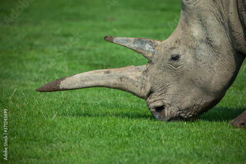 Obraz na płótnie Rhino, Ceratotherium simum simum, close up horn and head portrait. w salonie