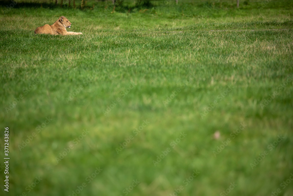 lion cub, panthera leo, sitting in the distance on open grassland.