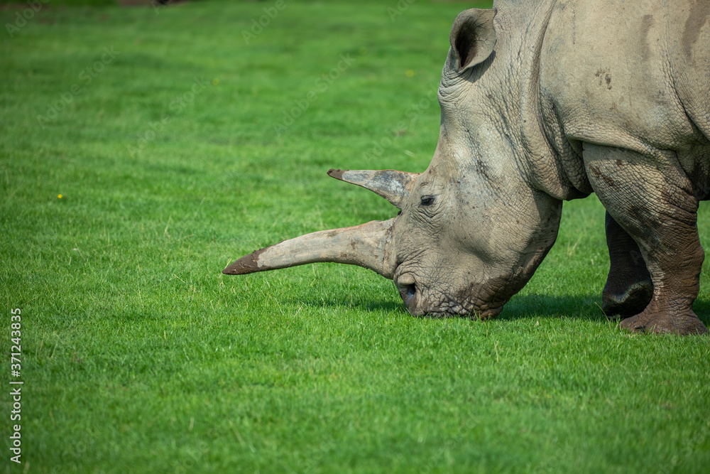 Rhino, Ceratotherium simum simum, close up horn and head portrait.