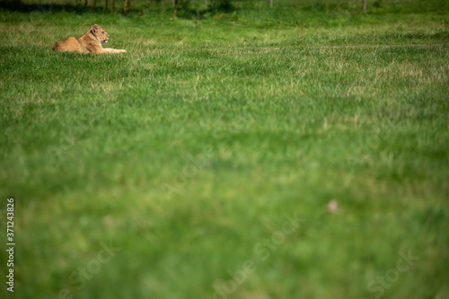 Obraz na płótnie lion cub, panthera leo, sitting in the distance on open grassland. w salonie