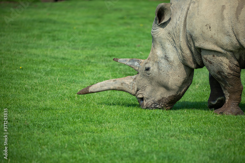 Obraz na płótnie Rhino, Ceratotherium simum simum, close up horn and head portrait. w salonie