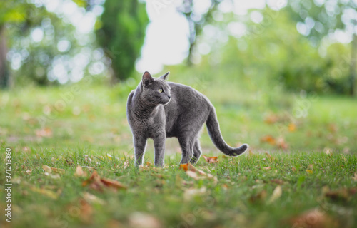 Gray Russian blue Cat  wandering outdoors in nature