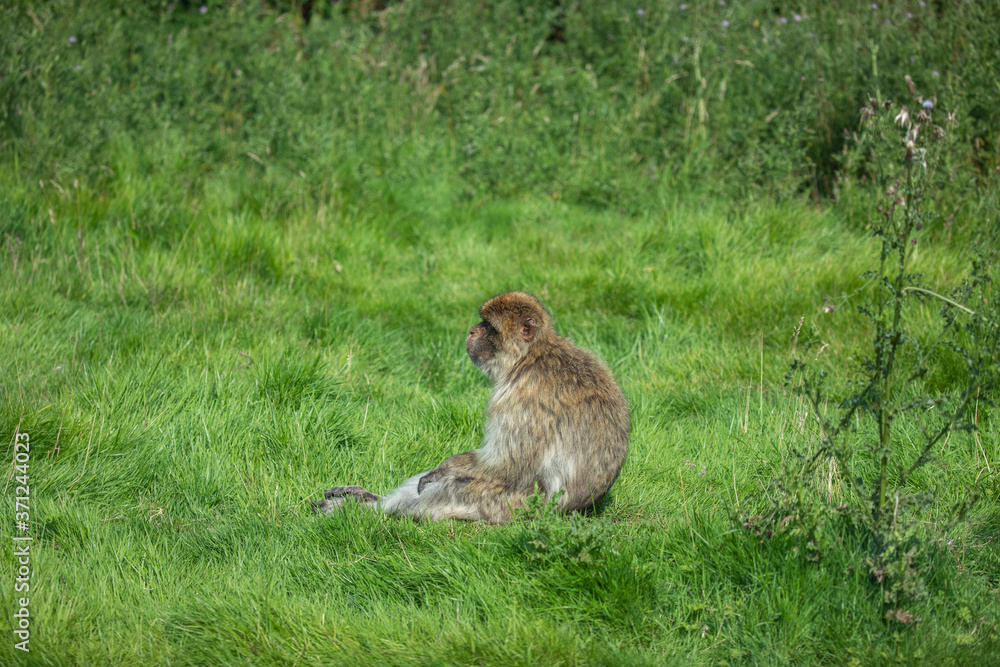Barbary Macaque, Macaca sylvanus, sitting alone looking away on grass.