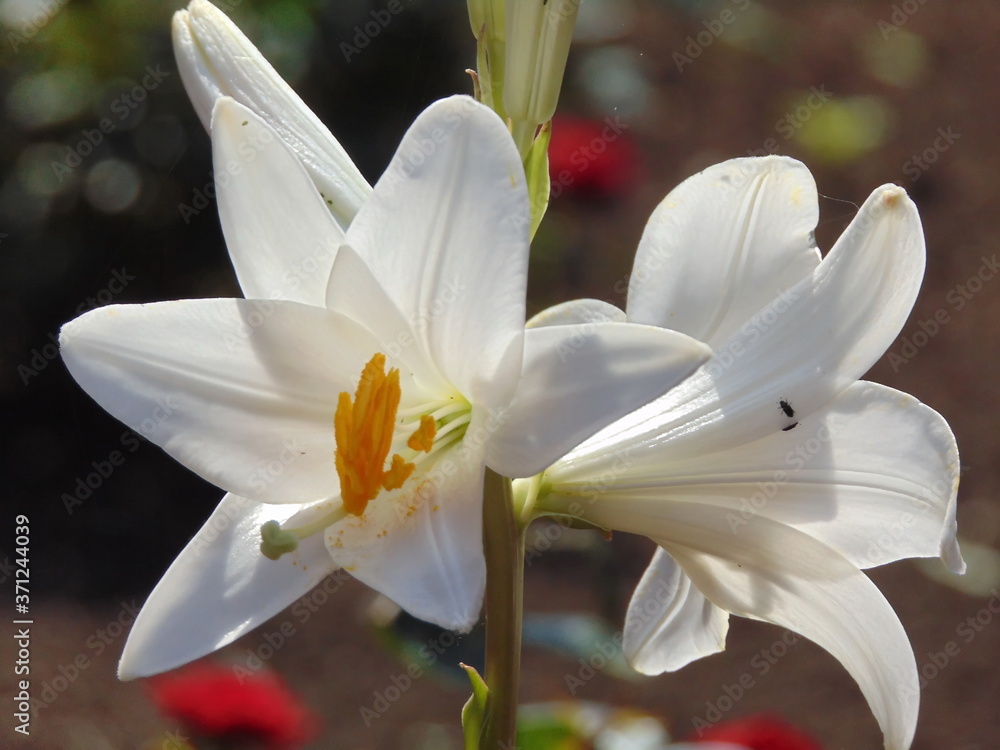 Fototapeta premium white lilies