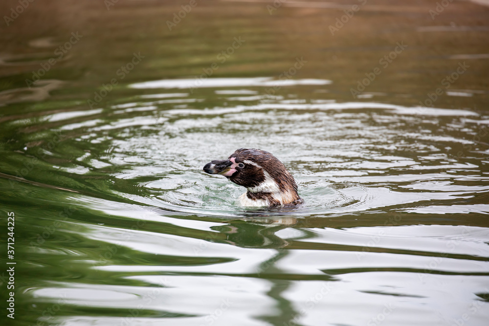 Humboldt penguin, Spheniscus humboldti, swimming in water.