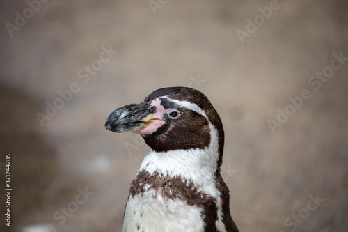 Obraz na płótnie Humboldt penguin, Spheniscus humboldti, close up head shot with detail. w salonie