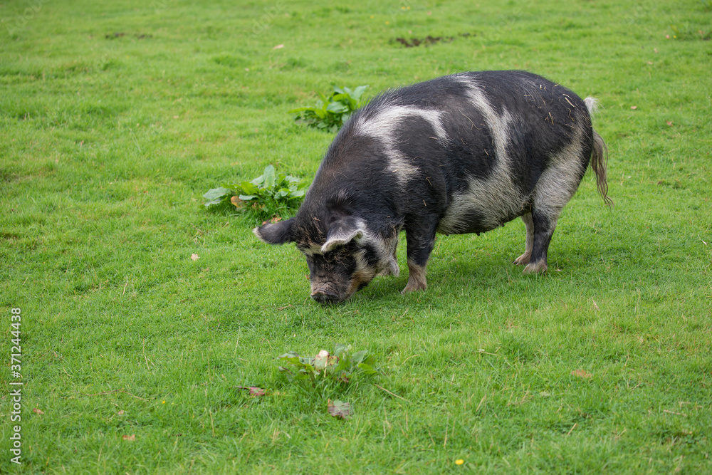 Kunekune pig, Sus scrofa, close up portrait of body with grazing on grass. Kunekune pig, Sus scrofa, close up portrait of body with grazing on grass.