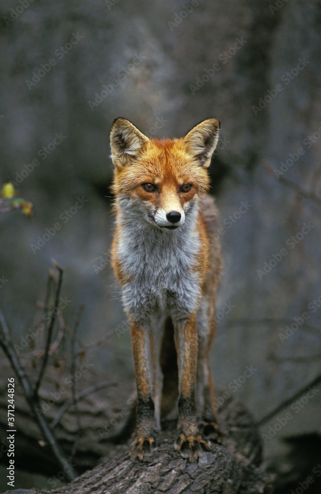 Obraz premium Red Fox, vulpes vulpes, Adult standing on Branch, looking around