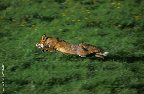 Red Fox, vulpes vulpes, Adult running, Normandy © slowmotiongli