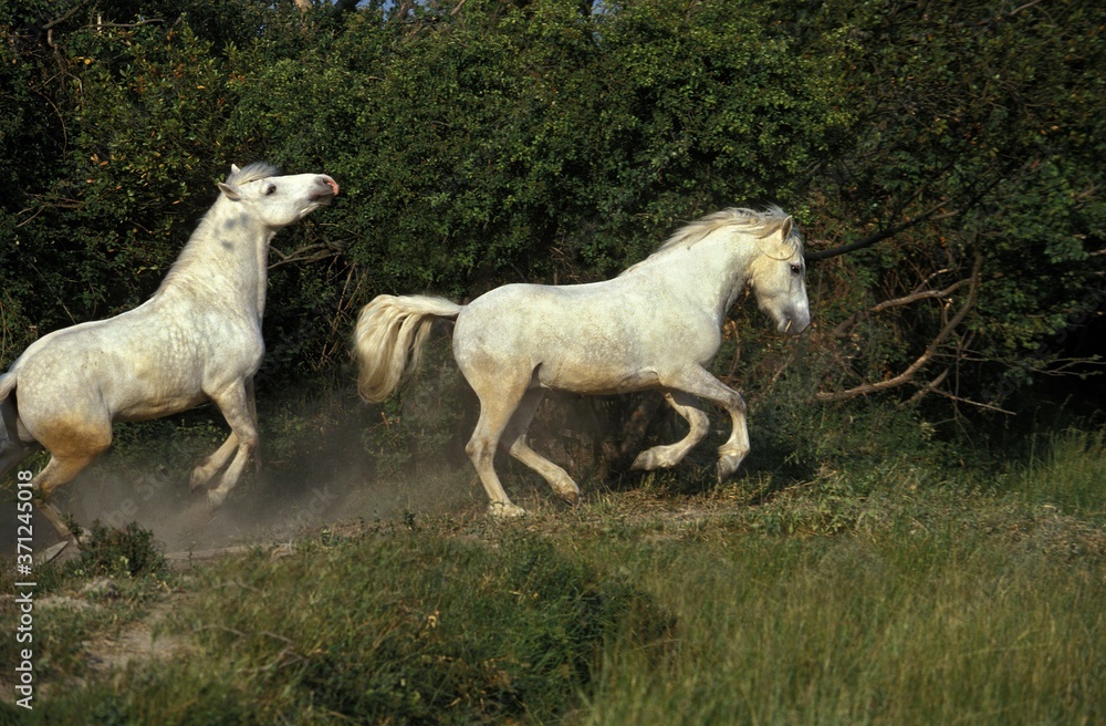 Camargue Horse Galloping in Meadow Camargue Horse Galloping in Meadow