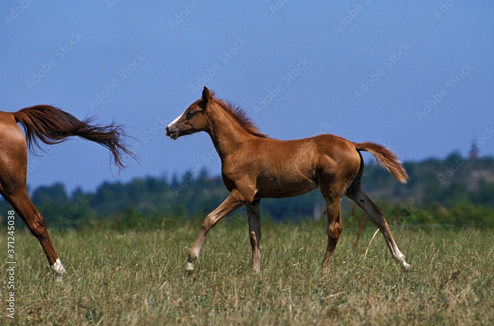 Anglo Arab Horse, Foal standing in Meadow