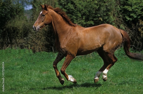 Anglo Arab Horse Galloping Through Meadow