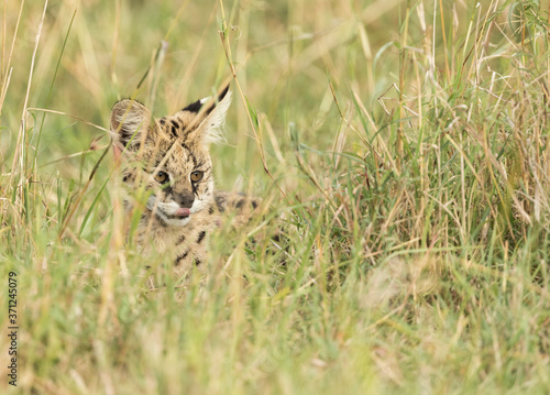 African Serval Cat Hiding in the Tall Grasses of the Maasai Mara photo