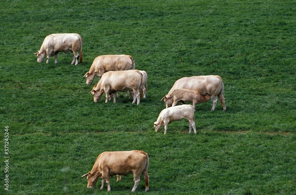 Blonde d'Aquitaine, Domestic Cattle from France, Herd eating Grass Blonde d'Aquitaine, Domestic Cattle from France, Herd eating Grass