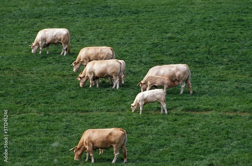 Blonde d'Aquitaine, Domestic Cattle from France, Herd eating Grass
