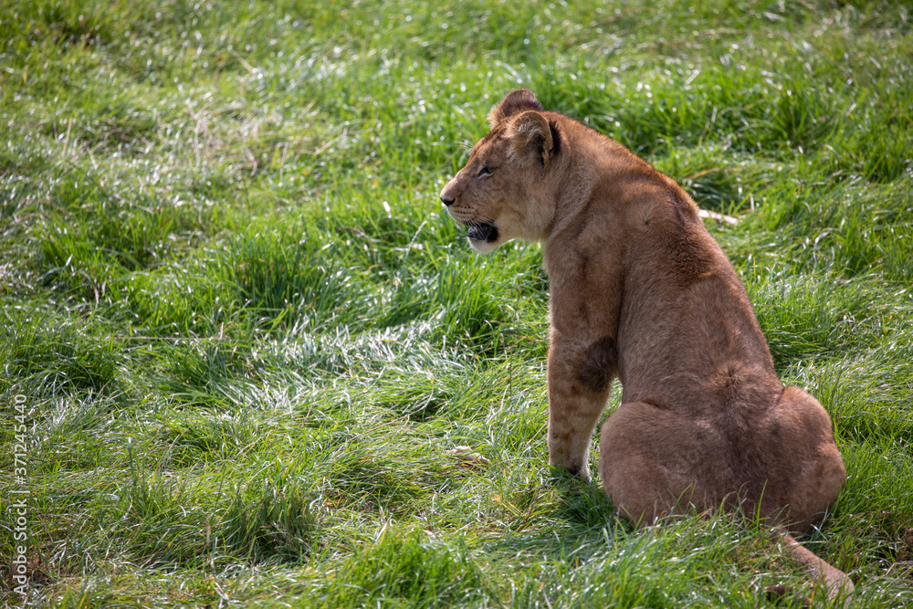 female lion, panthera leo, sitting /walking on grassland.