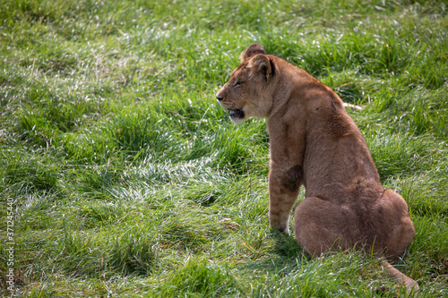 female lion, panthera leo, sitting /walking on grassland.