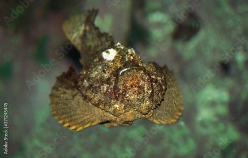 Stonefish, synanceia verrucosa, Australia