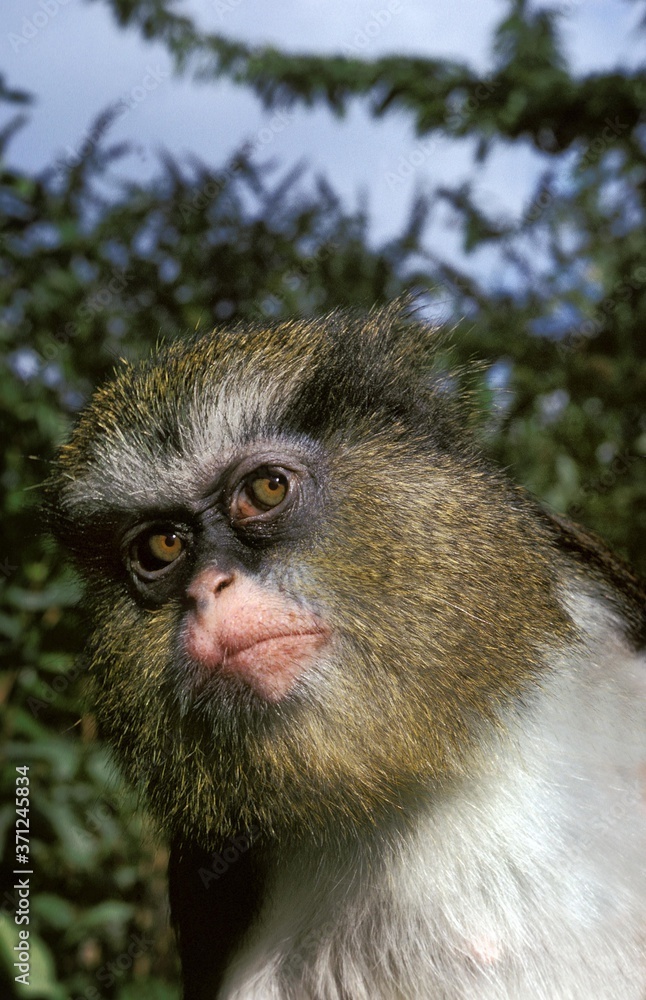 Crowned Mona Monkey, cercopithecus pogonias, Portrait of Adult Crowned Mona Monkey, cercopithecus pogonias, Portrait of Adult