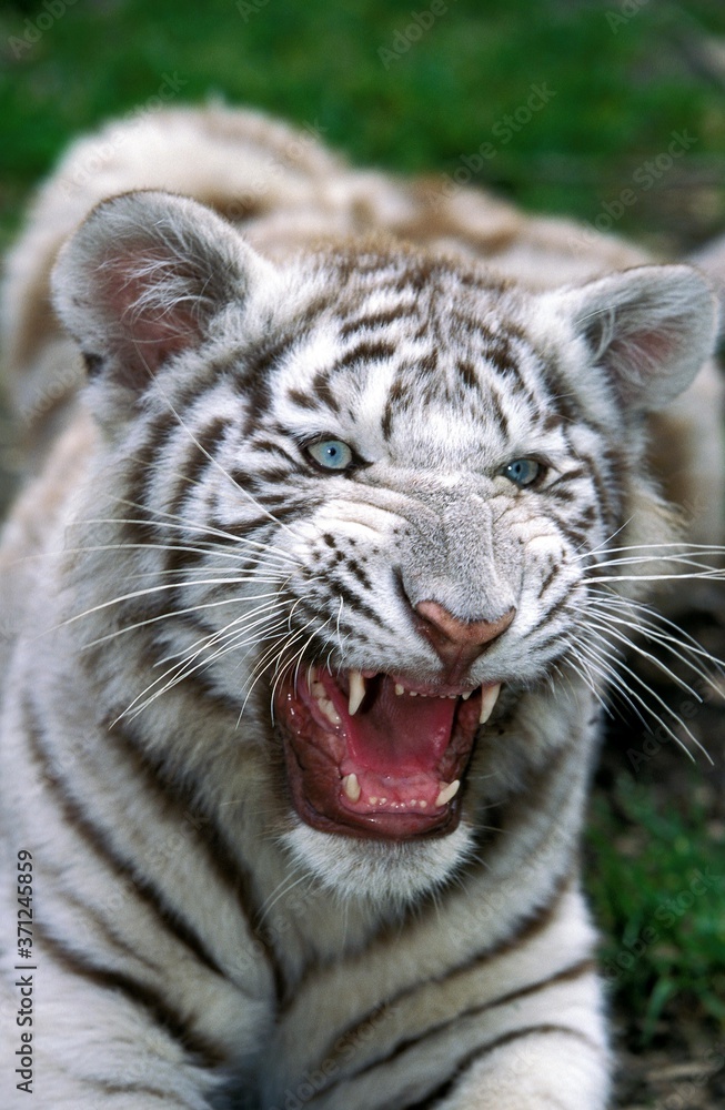 Fototapeta White Tiger, panthera tigris, Cub snarling