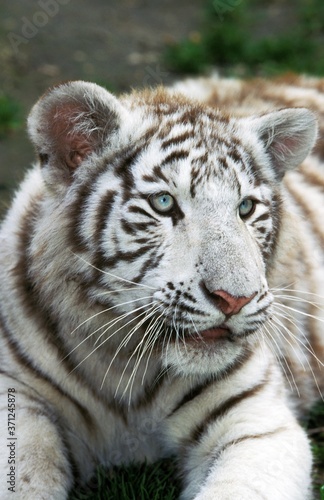 White Tiger  panthera tigris  Cub