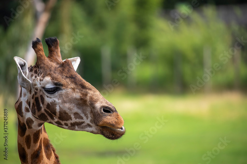 Obraz na płótnie Giraffe, Giraffa camelopardalis, facial detail portrait. w salonie