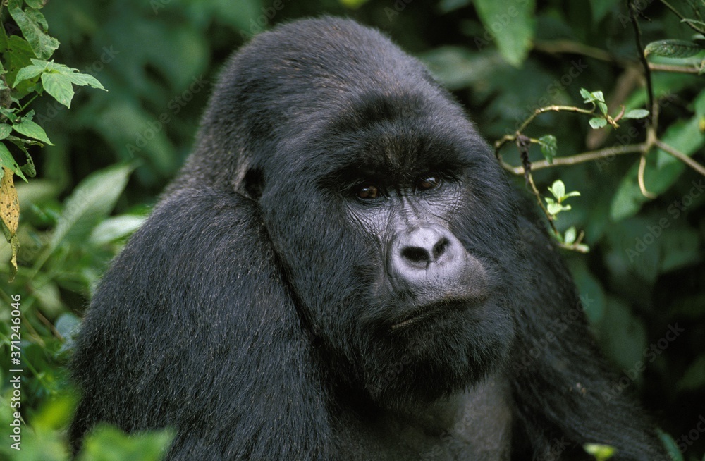 Mountain Gorilla, gorilla gorilla beringei, Portrait of Male, Virunga Park in Rwanda