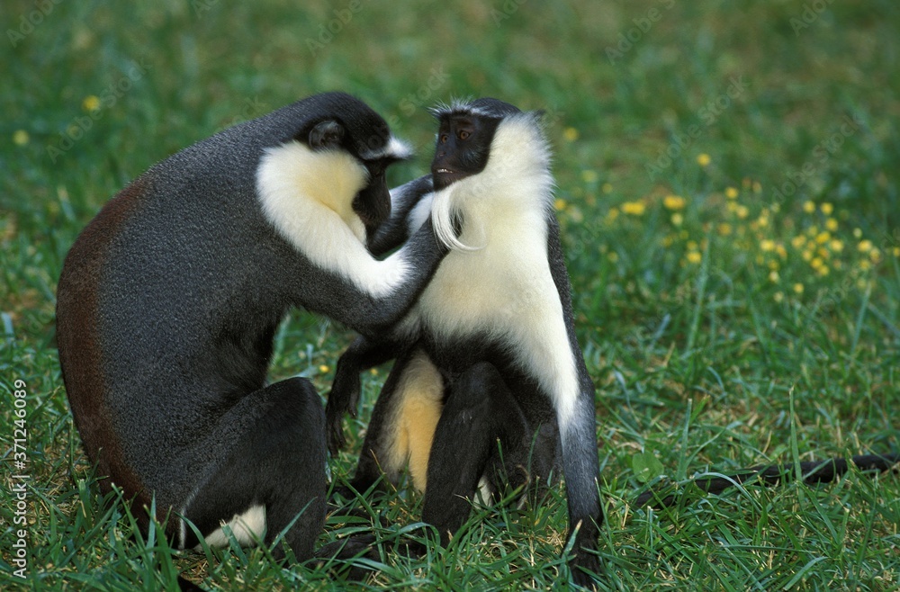 Fototapeta premium Diana Monkey, cercopithecus diana, Adults Grooming