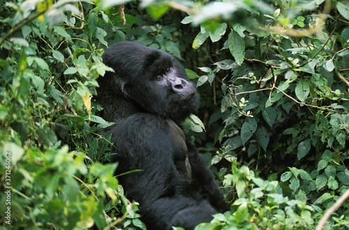 Mountain Gorilla  gorilla gorilla beringei  Silver Back Male  Virunga Park in Rwanda