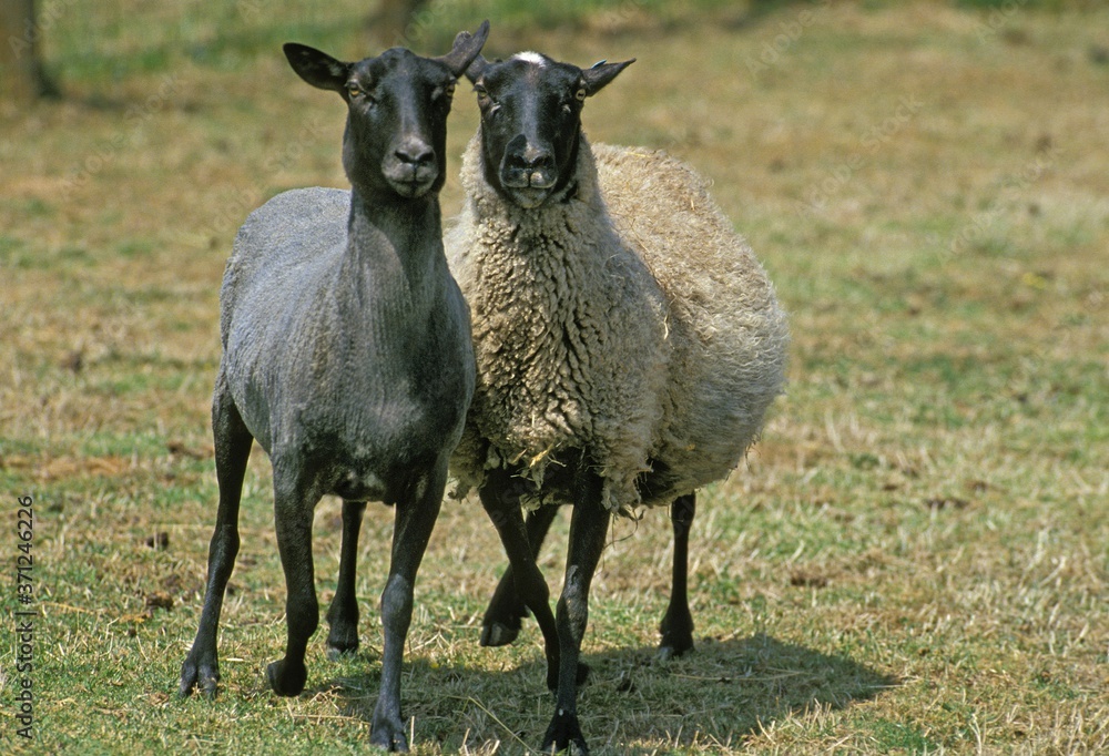 Romanov Domestic Sheep, Ewes, Breed from Russia