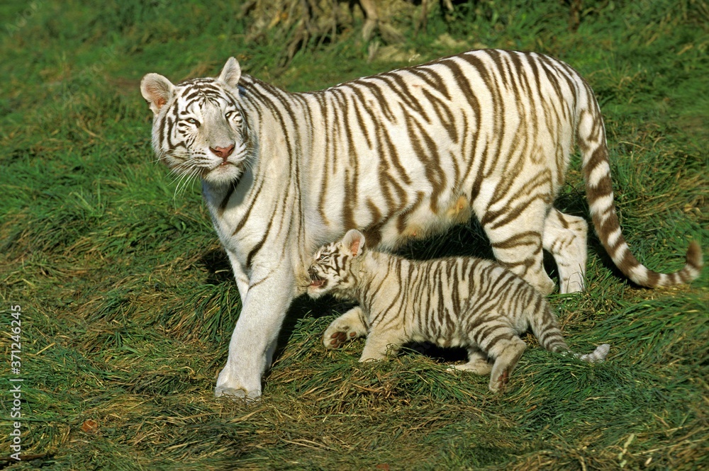 Obraz premium White Tiger, panthera tigris, Mother with Cub