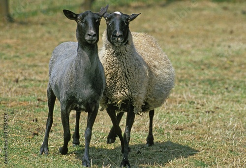 Tableau sur toile Romanov Domestic Sheep, Ewes, Breed from Russia
