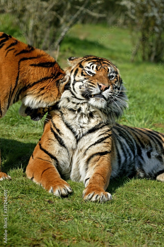 Sumatran Tiger, panthera tigris sumatrae, Adults Sumatran Tiger, panthera tigris sumatrae, Adults