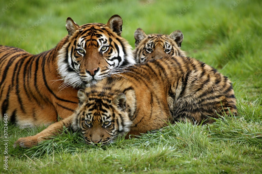 Sumatran Tiger, panthera tigris sumatrae, Mother with Cub Sumatran Tiger, panthera tigris sumatrae, Mother with Cub