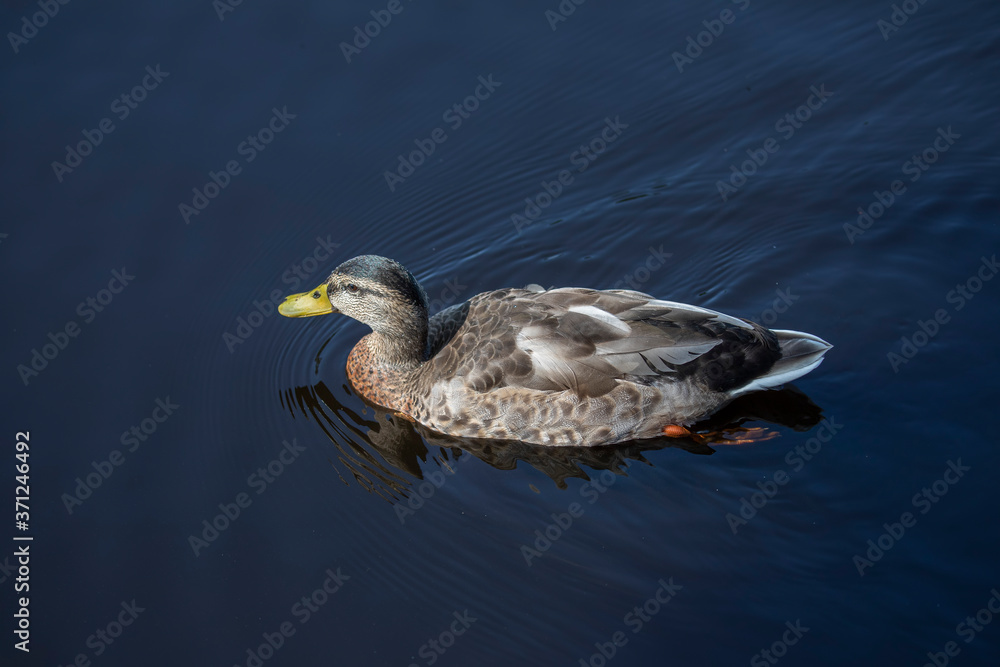 mallard duck, Anas platyrhynchos, looking down on while swimming in river.