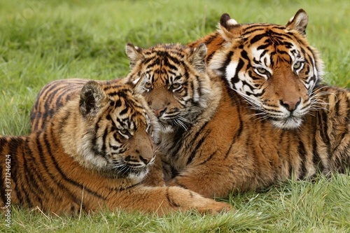Sumatran Tiger  panthera tigris sumatrae  Mother with Cub