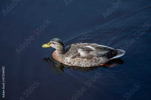 Obraz na płótnie mallard duck, Anas platyrhynchos, looking down on while swimming in river. w salonie