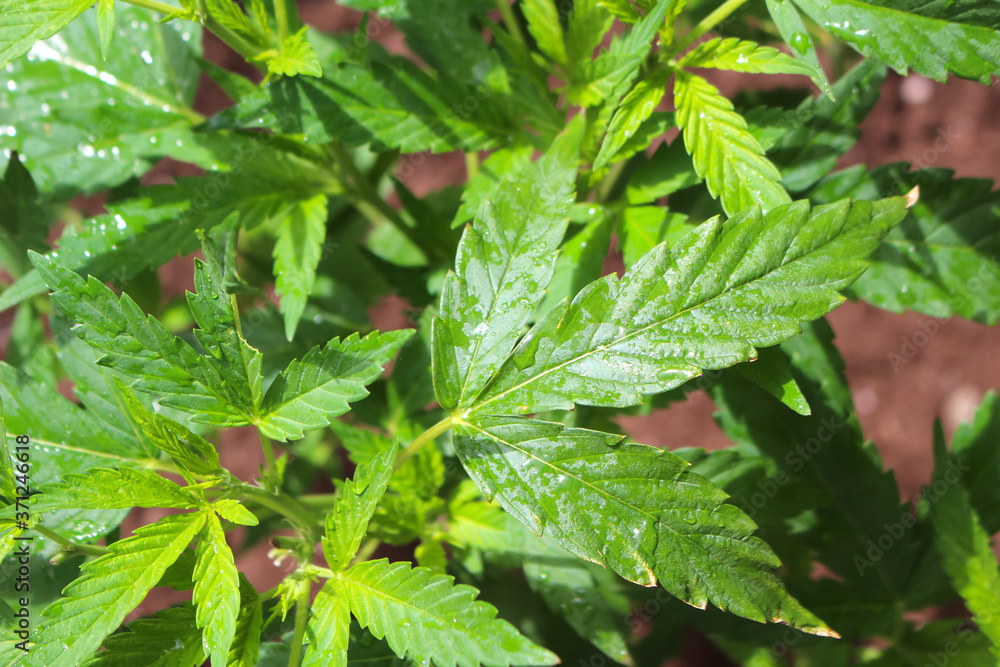 Marijuana plant growing after a rainfall Marijuana plant growing after a rainfall