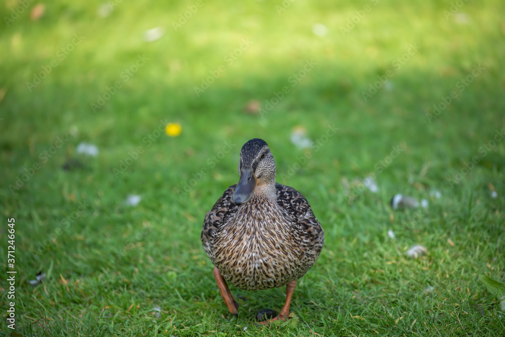 mallard duck, Anas platyrhynchos, close up walking on grass.